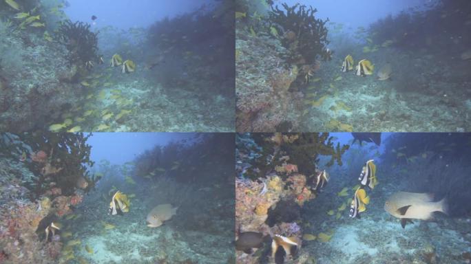 马尔代夫礁石上的旗鱼