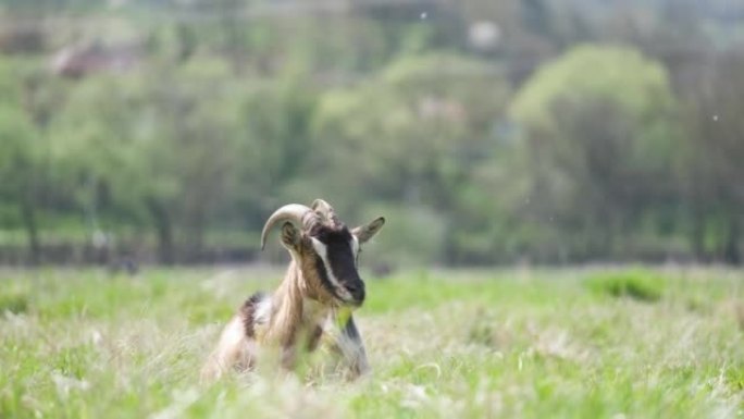 夏天，留着长胡子和角的国产奶山羊在绿色的牧场草地上休息。在农场草地上饲养牛