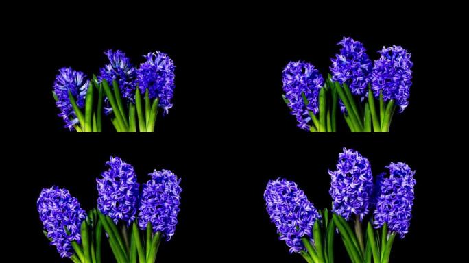 时间流逝-黑色地面盛开的三朵紫色风信子花