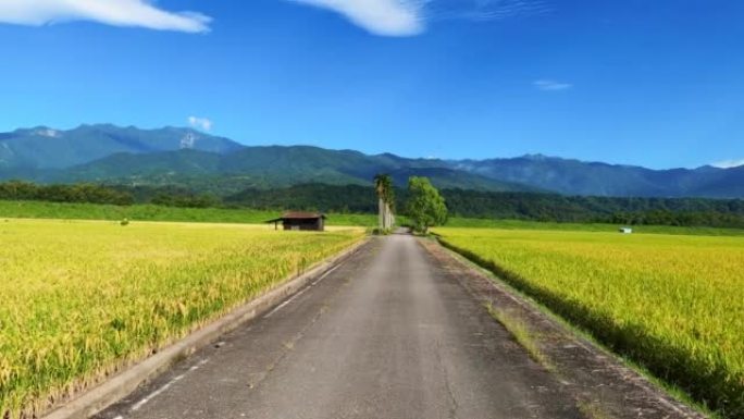 台湾驾车穿越稻田的POV