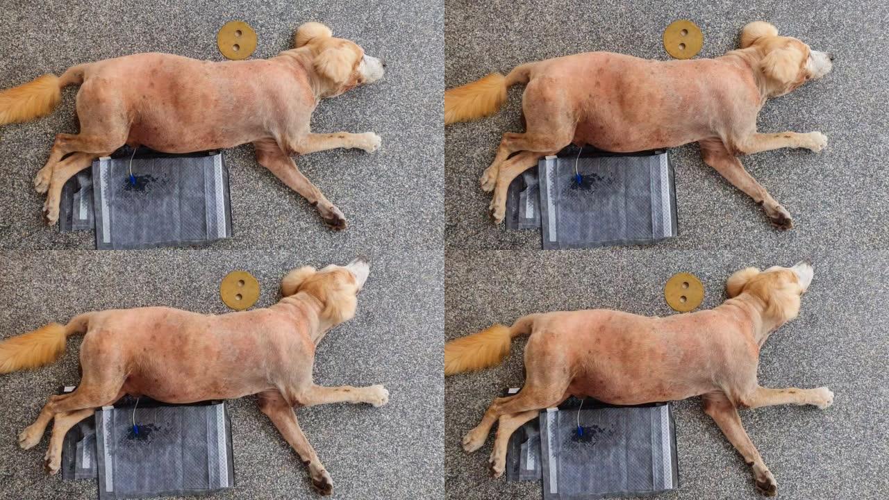 4k镜头通过插入导尿管来治疗无法自行排尿的患病狗。
