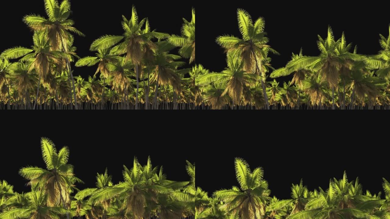 透明背景上的一组热带棕榈，带有alpha通道。
