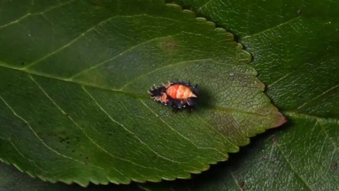丑角瓢虫幼虫脱落外皮开始pupa相速度x8