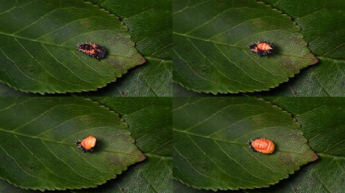 丑角瓢虫幼虫脱落外皮开始pupa相速度x8
