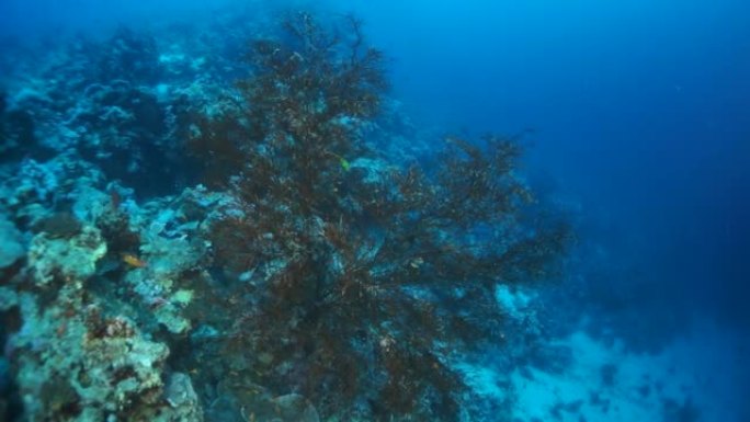 慢动作视频美丽的红色软珊瑚礁在热带水域。
