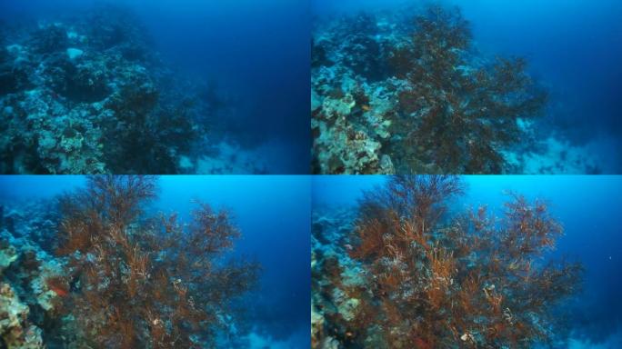 慢动作视频美丽的红色软珊瑚礁在热带水域。