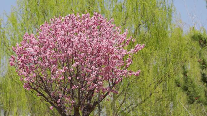 春天樱花绽放