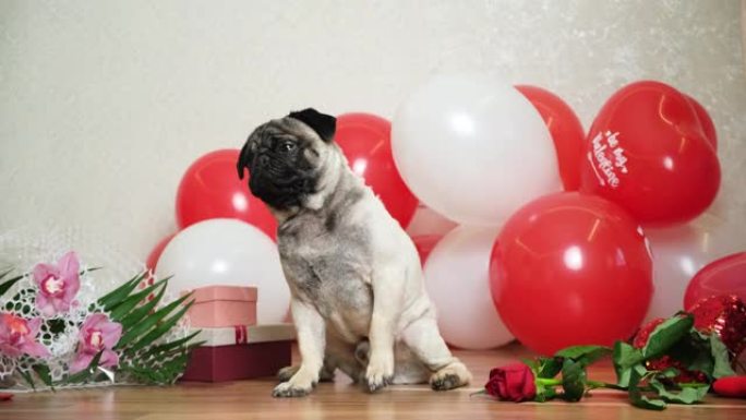 节日舞会中可爱的哈巴狗被玫瑰花瓣，情人节和一只狗洒满。