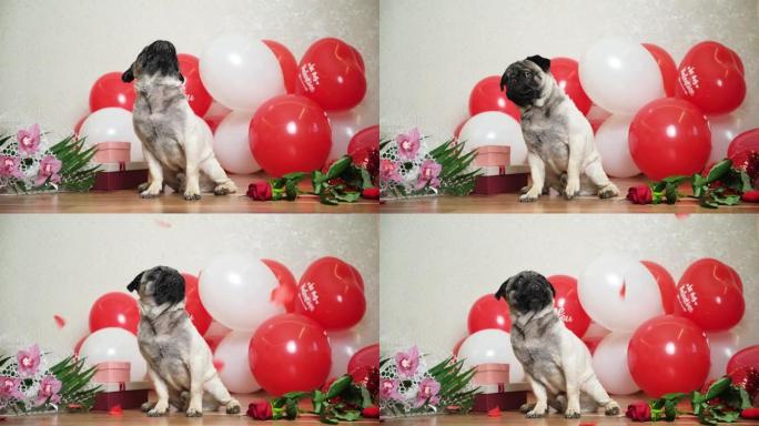 节日舞会中可爱的哈巴狗被玫瑰花瓣，情人节和一只狗洒满。
