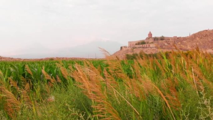 亚美尼亚历史地标玉米作物田-霍尔维拉普修道院和阿拉拉特山峰背景