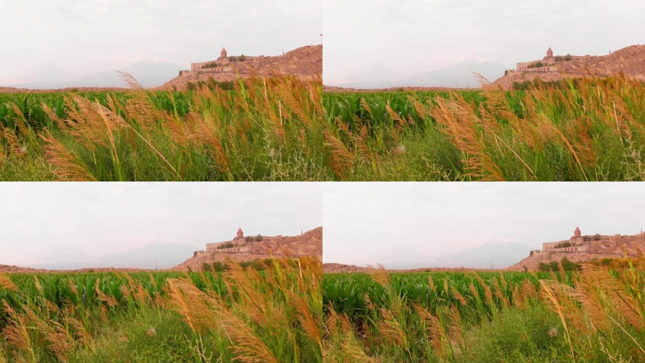 亚美尼亚历史地标玉米作物田-霍尔维拉普修道院和阿拉拉特山峰背景