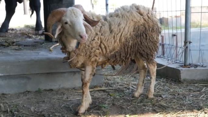 宰牲节的绵羊 (kambing qurban)