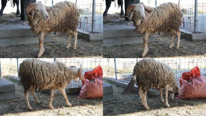 宰牲节的绵羊 (kambing qurban)