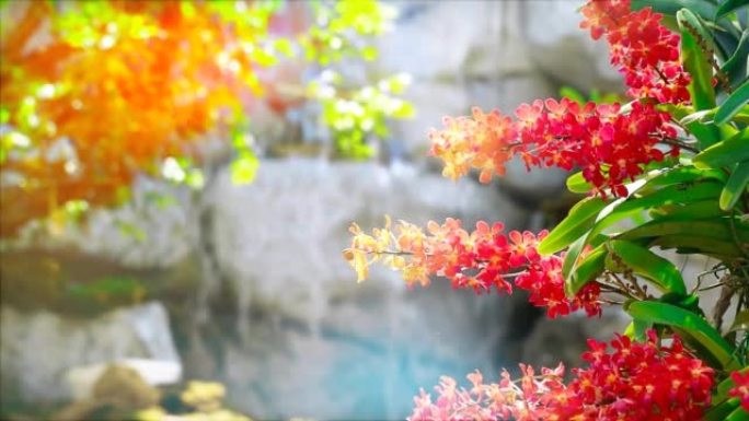 蜂蜜红色调兰花盛开黄绿色的叶子和模糊的瀑布背景在下午