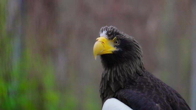 斯特勒海雕 (Haliaeetus pelagicus)。野生动物。稀有鸟类的细节肖像。美丽骄傲鸟的