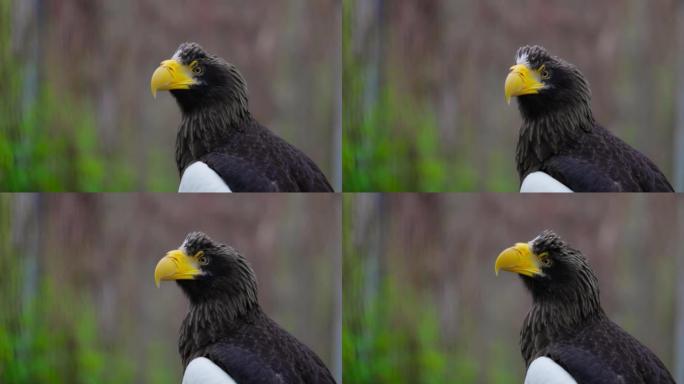 斯特勒海雕 (Haliaeetus pelagicus)。野生动物。稀有鸟类的细节肖像。美丽骄傲鸟的