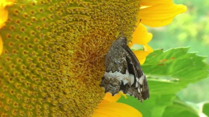 一只蝴蝶在夏日从黄色的向日葵花中喝花蜜，特写