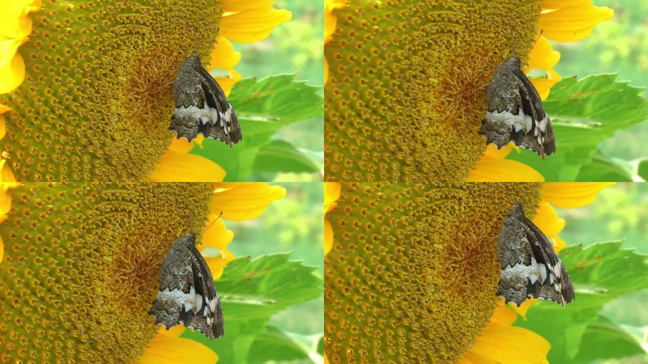 一只蝴蝶在夏日从黄色的向日葵花中喝花蜜，特写