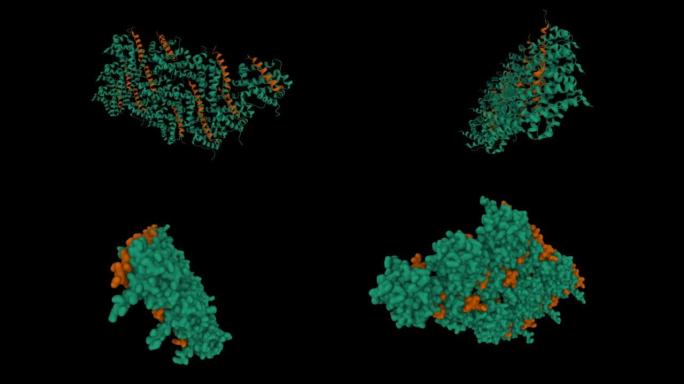 诱导髓系白血病细胞分化蛋白Mcl-1 (绿色) 与骡子 (棕色) 复合。
