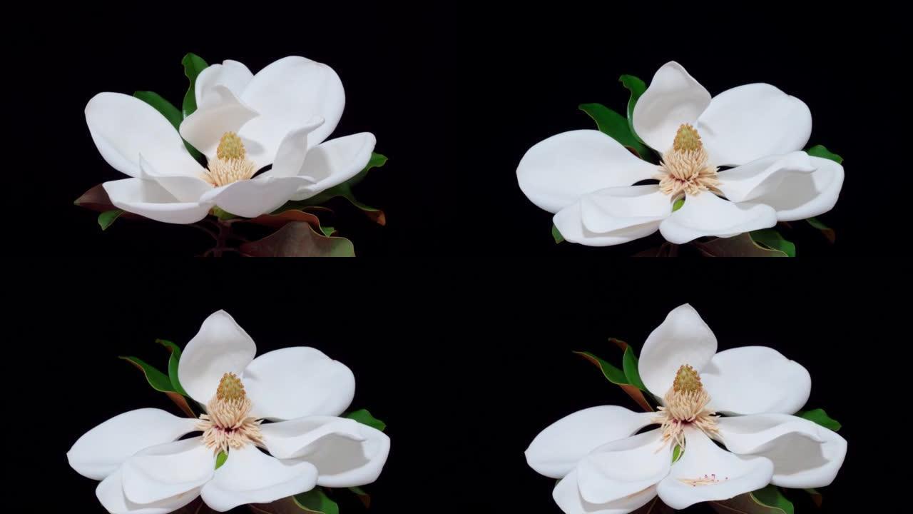 玉兰大花盛开的时间流逝，南部玉兰或牛湾，大白花从半开到满开，4k镜头工作室拍摄。
