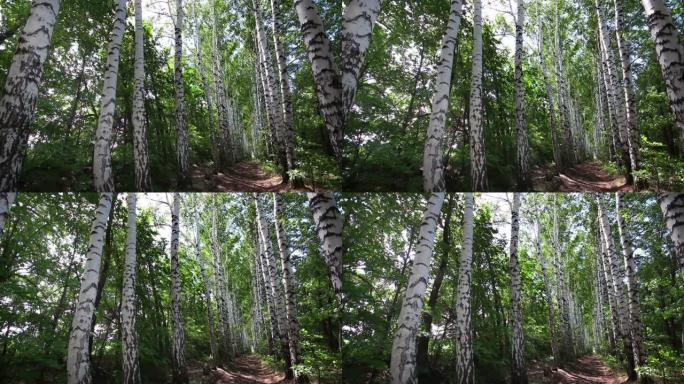 俄罗斯夏季桦木树林胡同-多莉射击