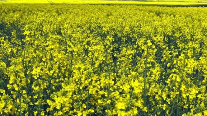 一片美丽的田野，鲜花盛开的黄色油菜花