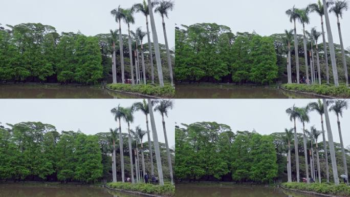 春雨后广州天河公园湖堤上的游人与水杉椰树