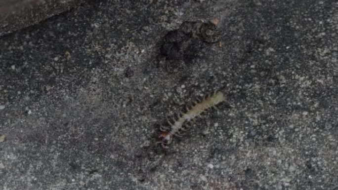 一群蚂蚁咬蜈蚣。