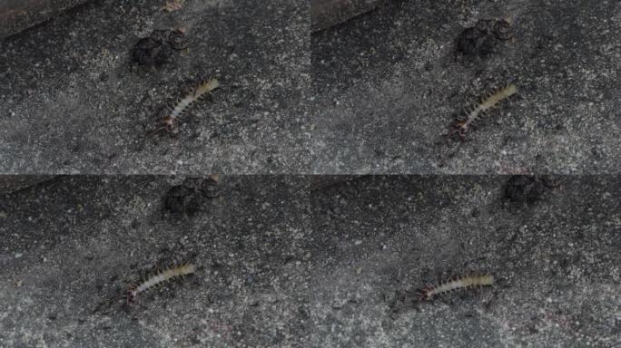 一群蚂蚁咬蜈蚣。