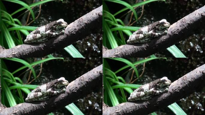 树枝上的亚马逊奶蛙，Trachycephalus resinifictrix