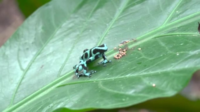 哥斯达黎加一片叶子上的绿色和黑色箭毒蛙