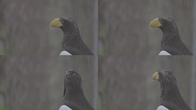 斯特勒海雕 (Haliaeetus pelagicus)。野生动物。稀有鸟类的细节肖像。美丽骄傲鸟的