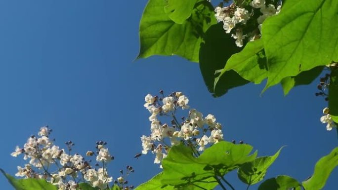 夏天拍摄的梓花