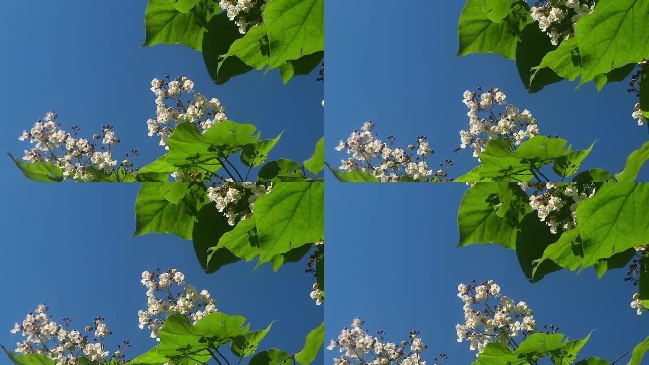 夏天拍摄的梓花