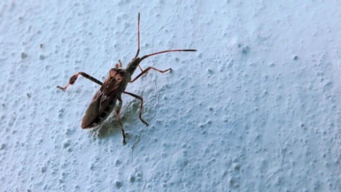 小甲虫爬上垂直的水泥墙