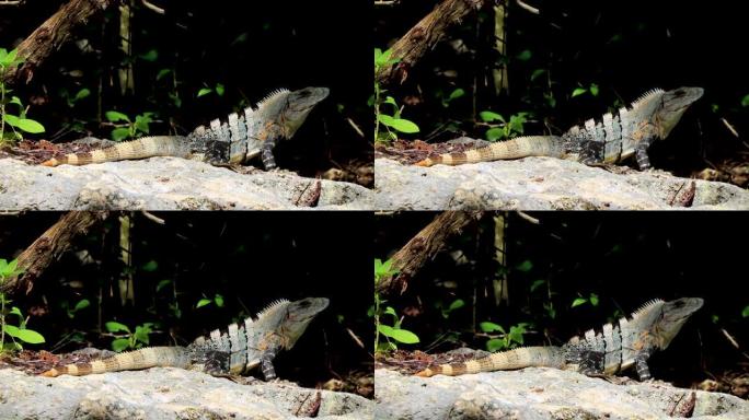 墨西哥鬣蜥位于墨西哥的岩石自然森林上。