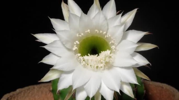 白色仙人掌花从芽到全花的延时镜头隔离在黑色背景上，4k视频，特写b滚动镜头，缩小然后放大效果。