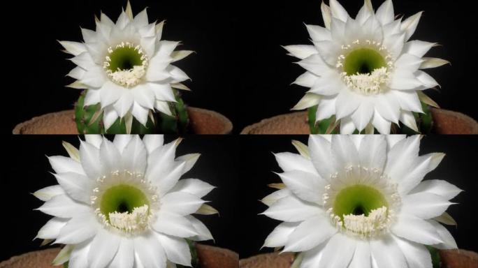 白色仙人掌花从芽到全花的延时镜头隔离在黑色背景上，4k视频，特写b滚动镜头，缩小然后放大效果。