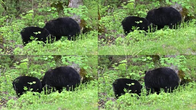 熊在树林里吃饭