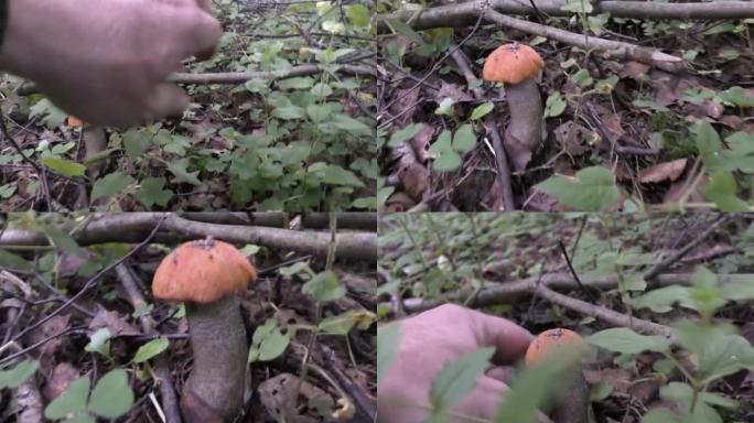 秋天森林中的白松蘑菇。
