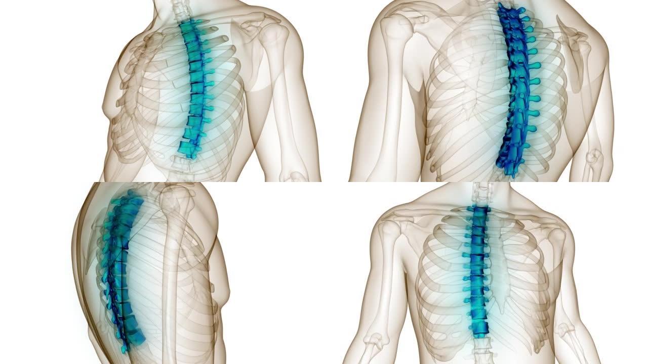 脊髓脊柱人体骨骼系统解剖动画概念