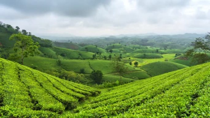 越南北部河内附近的Tan Son区Long Coc的茶园周围移动的雾和云的时间流逝