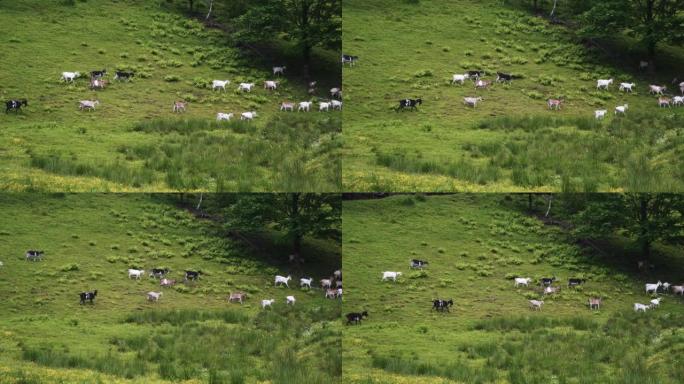 晴天，一小群山羊在草地上爬行