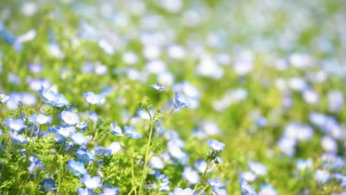 在和缓的春风中摇曳的蓝色nemophila