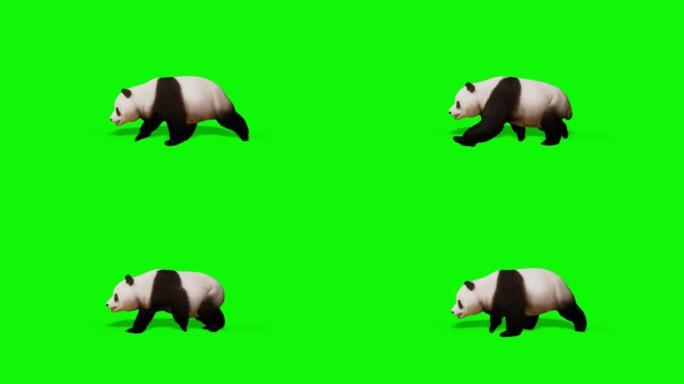 熊猫在绿色屏幕上运行
