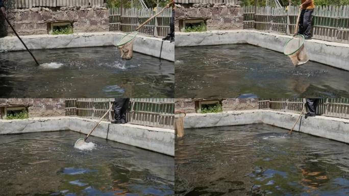 两名养鱼场工人在苗圃的水箱里用网捕鱼。抓到鱼抽搐，跳进网里。昂贵鱼种的繁殖