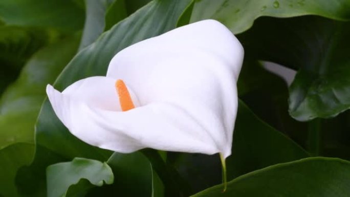 春天美丽的马蹄莲花特写。马蹄莲是天南星科的一种开花植物