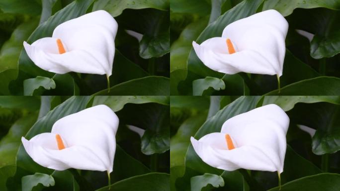 春天美丽的马蹄莲花特写。马蹄莲是天南星科的一种开花植物