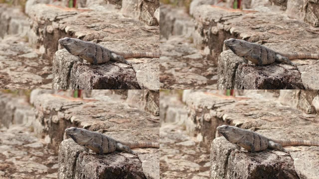 墨西哥尤卡坦州科巴马雅遗址中的鬣蜥