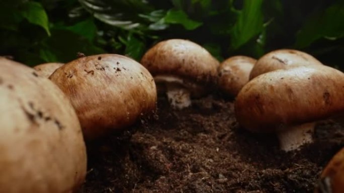在森林中种植棕色香菇。
